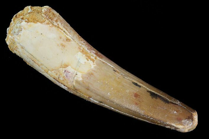 Spinosaurus Tooth - Partial Root #81362